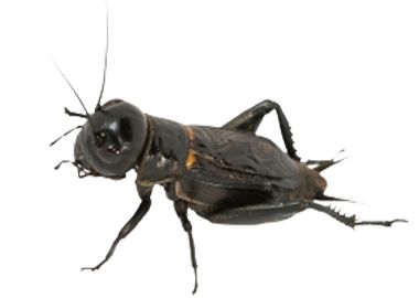 蟋蟀昆虫 PNG透明背景免抠图元素 素材中国编号:76659