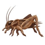 蟋蟀昆虫 PNG免抠图透明素材 素材中国编号:76638