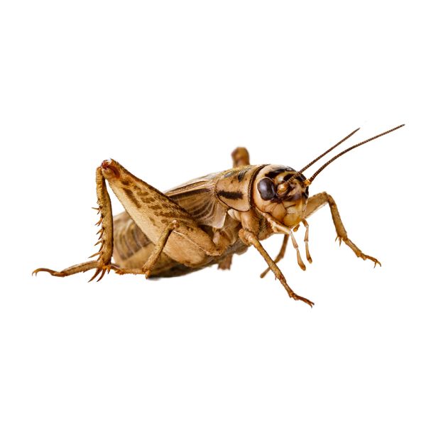 蟋蟀昆虫 PNG透明背景免抠图元素 素材中国编号:76639