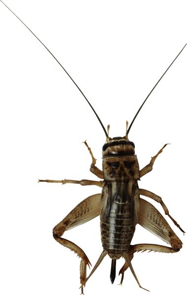 蟋蟀昆虫 PNG透明背景免抠图元素 素材中国编号:76640