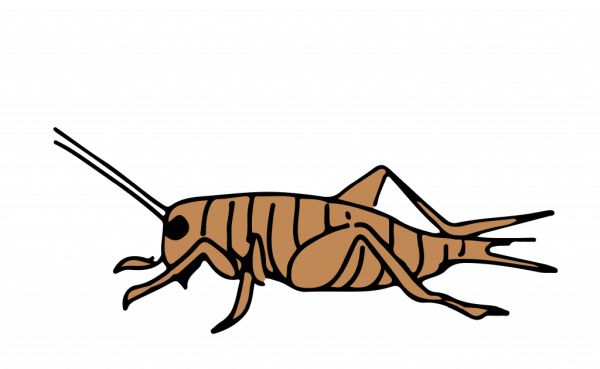 蟋蟀昆虫 PNG透明背景免抠图元素 16图库网编号:76642