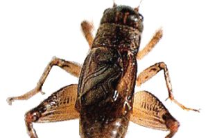 蟋蟀昆虫 PNG免抠图透明素材 16设计网编号:76644