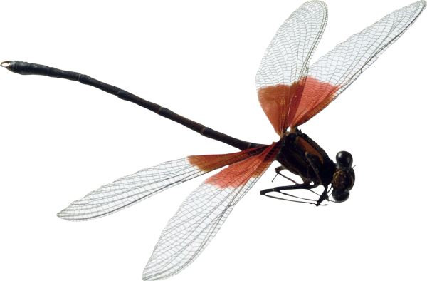 蜻蜓PNG透明元素免抠图素材 16素材网编号:26263