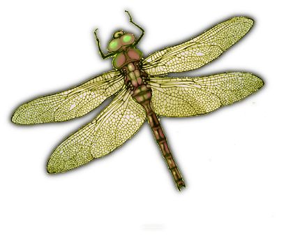 蜻蜓PNG免抠图透明素材 16设计网编号:26268