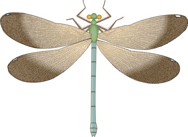 蜻蜓PNG透明元素免抠图素材 16素材网编号:26269