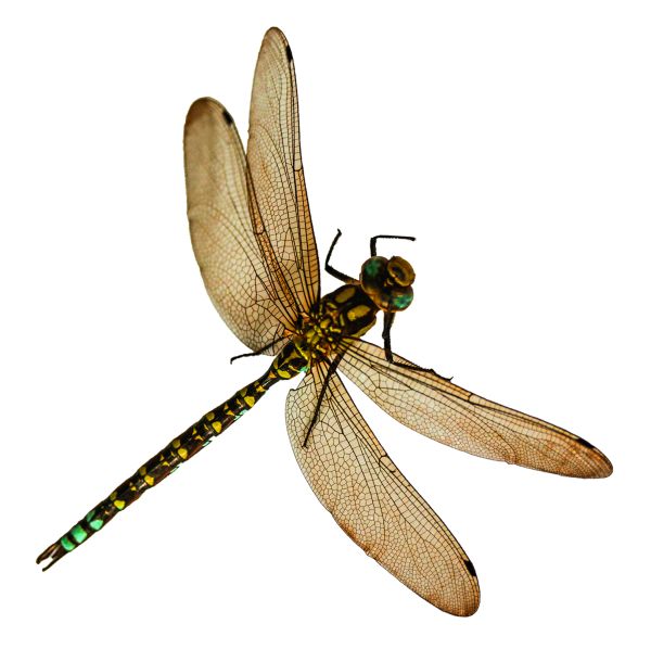 蜻蜓PNG透明背景免抠图元素 16图库网编号:26270