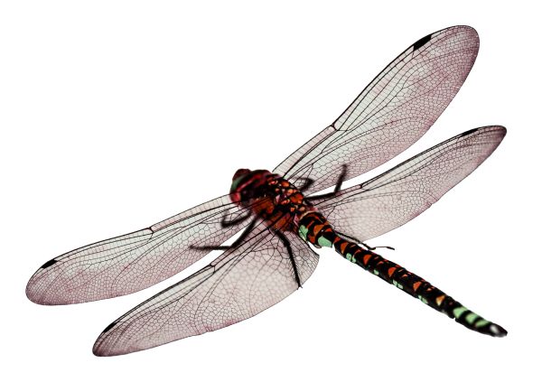 蜻蜓PNG免抠图透明素材 16设计网编号:26273