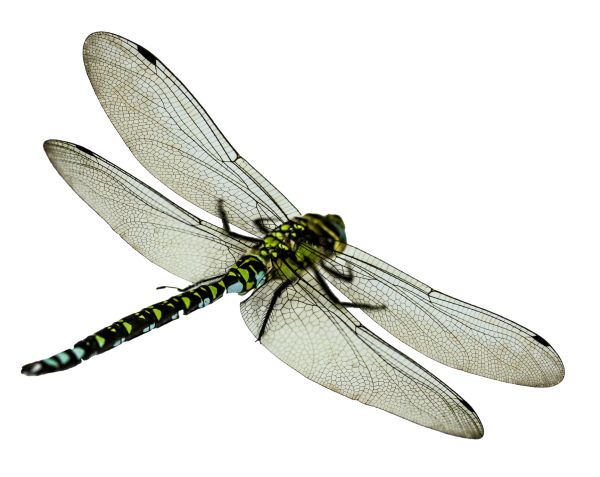 蜻蜓PNG免抠图透明素材 16设计网编