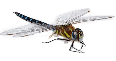 蜻蜓PNG透明元素免抠图素材 16素材网编号:26278