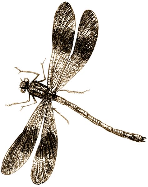 蜻蜓PNG透明元素免抠图素材 16素材网编号:26281