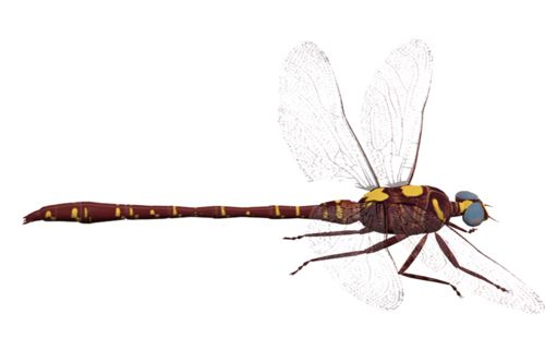 蜻蜓PNG透明元素免抠图素材 16素材网编号:26255