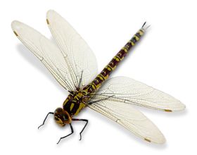 蜻蜓PNG透明背景免抠图元素 16图库网编号:26282