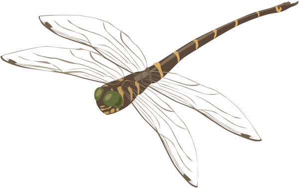 蜻蜓PNG透明背景免抠图元素 16图库网编号:26284