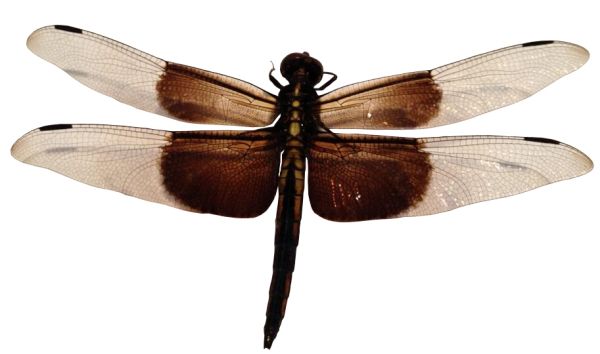 蜻蜓PNG免抠图透明素材 素材天下编号:26285