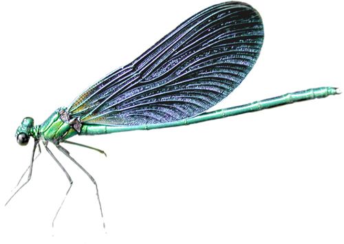 蜻蜓PNG透明元素免抠图素材 16素材网编号:26256