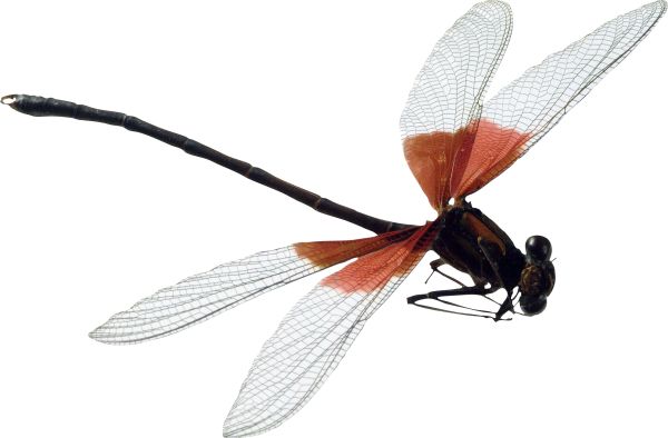 蜻蜓PNG透明背景免抠图元素 16图库网编号:26259