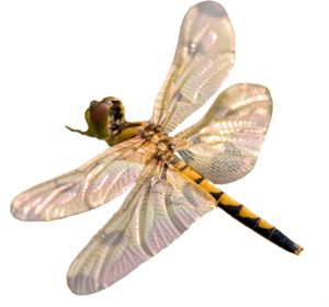 蜻蜓PNG透明元素免抠图素材 16素材网编号:26260