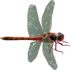 蜻蜓PNG透明元素免抠图素材 16素材网编号:26261