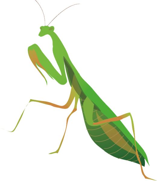 螳螂 PNG免抠图透明素材 16设计网编号:67025