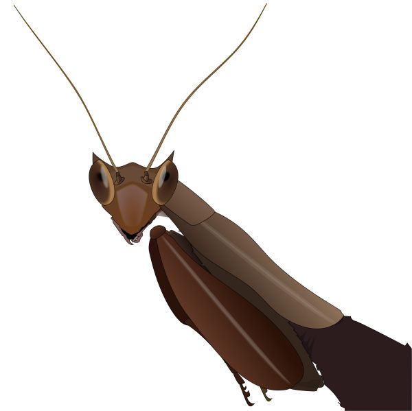 螳螂 PNG免抠图透明素材 16设计网编号:67034
