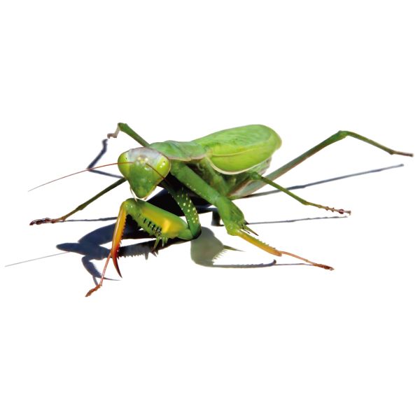 螳螂 PNG免抠图透明素材 16设计网编号:67042