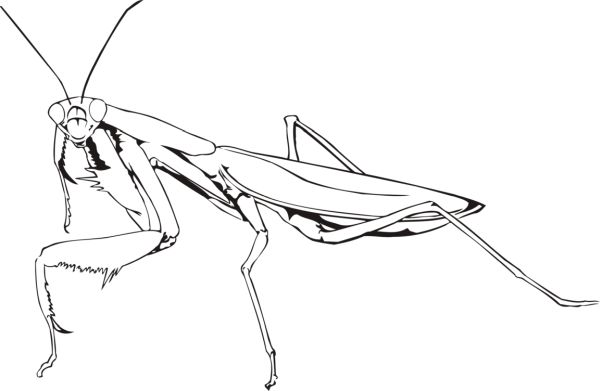 螳螂 PNG免抠图透明素材 素材中国编号:67054