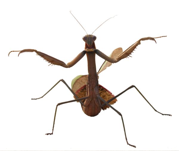 螳螂 PNG免抠图透明素材 16设计网
