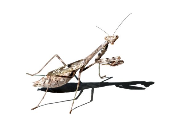 螳螂 PNG免抠图透明素材 素材天下