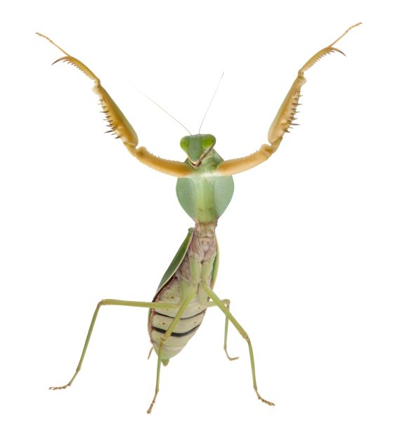螳螂 PNG透明背景免抠图元素 16图