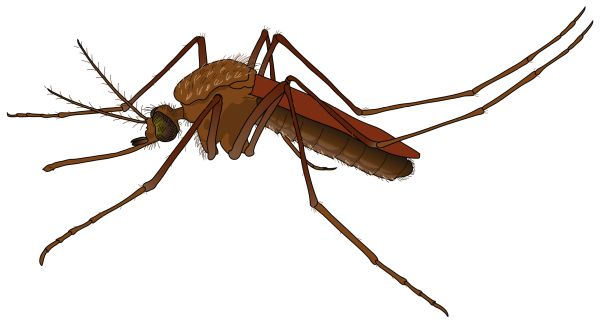 蚊子 PNG透明背景免抠图元素 16图库网编号:18145