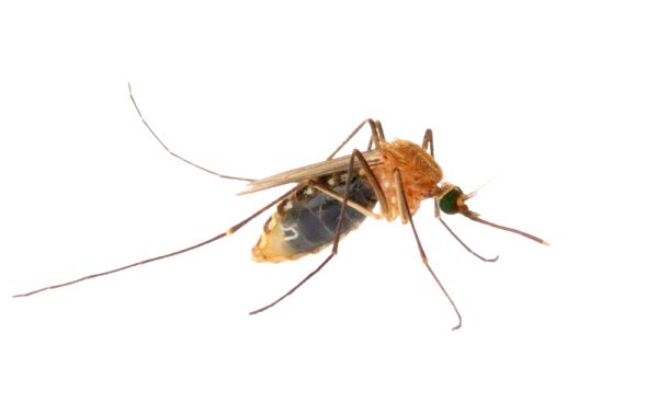 蚊子 PNG透明元素免抠图素材 16素材网编号:18148