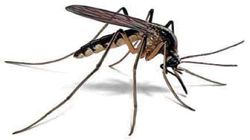 蚊子 PNG透明背景免抠图元素 16图库网编号:18150