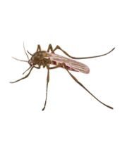 蚊子 PNG透明背景免抠图元素 素材中国编号:18153