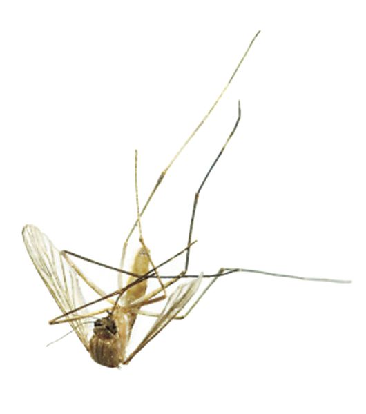 蚊子 PNG免抠图透明素材 素材天下编号:18155