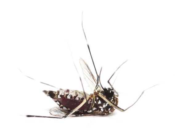 蚊子 PNG免抠图透明素材 16设计网编号:18156