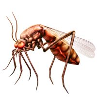 蚊子 PNG免抠图透明素材 16设计网编号:18158