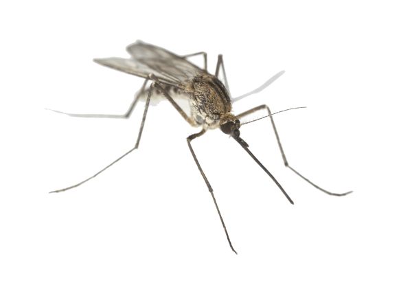 蚊子 PNG透明背景免抠图元素 素材中国编号:18160