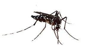 蚊子 PNG透明背景免抠图元素 16图库网编号:18164