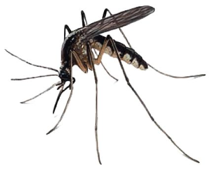 蚊子 PNG透明背景免抠图元素 素材中国编号:18165