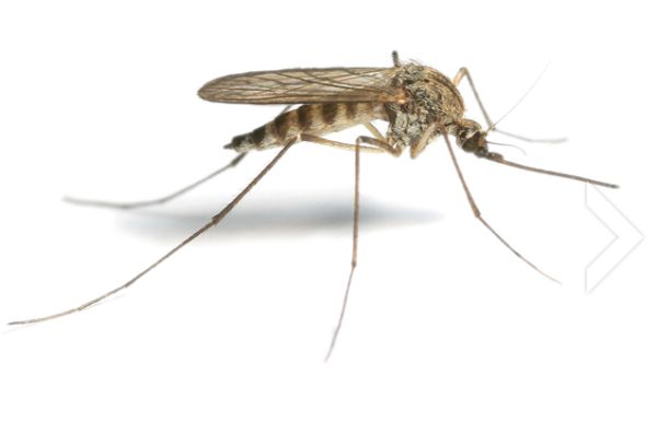 蚊子 PNG透明背景免抠图元素 素材中国编号:18166