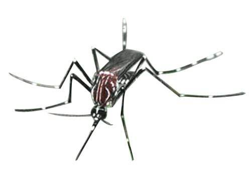 蚊子 PNG透明背景免抠图元素 16图库网编号:18167
