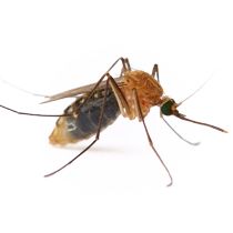 蚊子 PNG免抠图透明素材 素材天下