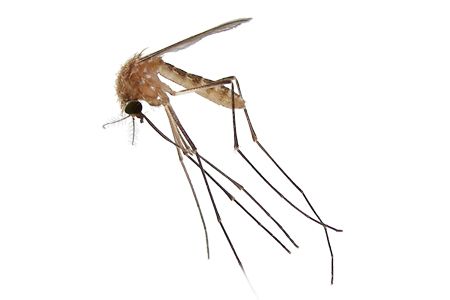 蚊子 PNG免抠图透明素材 素材天下编号:18170