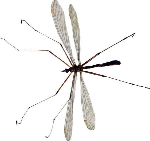 蚊子 PNG透明背景免抠图元素 16图库网编号:18173