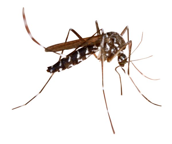 蚊子 PNG透明背景免抠图元素 16图库网编号:18175