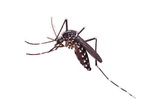蚊子 PNG免抠图透明素材 素材中国编号:18176
