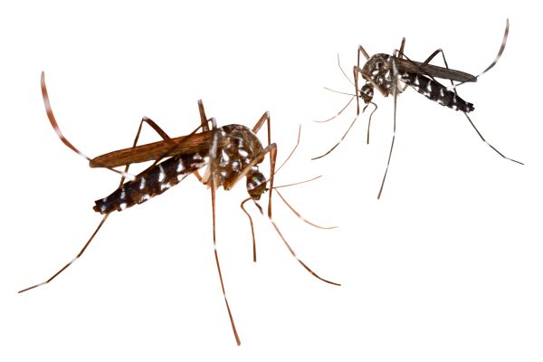 蚊子 PNG免抠图透明素材 16设计网