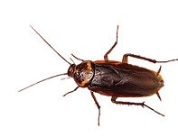 蟑螂 PNG免抠图透明素材 素材天下编号:12142