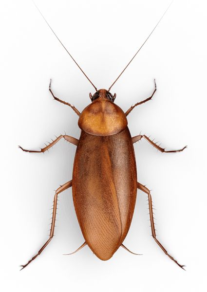蟑螂 PNG透明背景免抠图元素 16图库网编号:12146