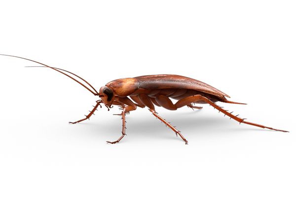 蟑螂 PNG免抠图透明素材 素材中国编号:12147